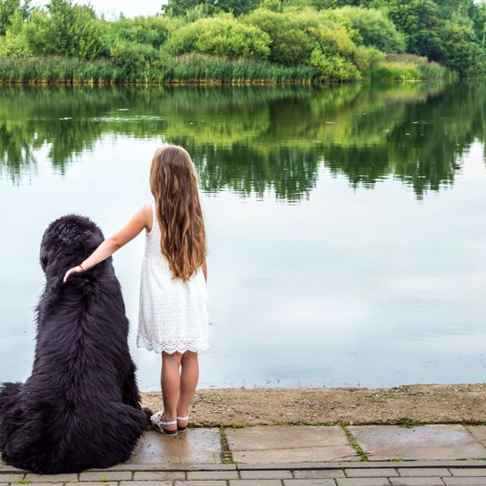 Menschen in der Natur, Fotografie, Wasser, Bank, Fotografie, Langes Haar, Glücklich, Himmel, Gras, Baum, Neufundländer neben einem Mädchen, großer schwarzer Hund mit langem Fell, Wachhund