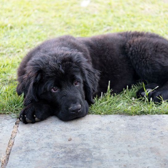 Hund, Säugetier, Wirbeltier, Hunderasse, Canidae, Neufundländer Welpe liegt im Gras im Freien, Fleischfresser, Sportgruppe, schwarzer großer Hund mit langem Fell