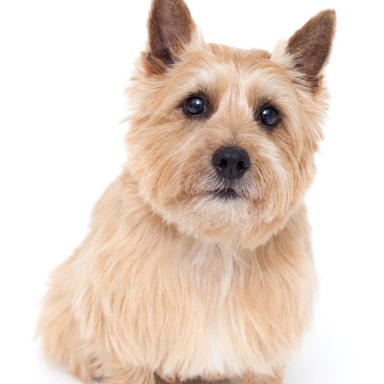 Norwich Terrier Hund im Portrait