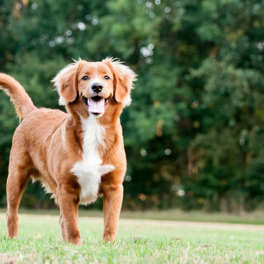 Hund, Säugetier, Wirbeltier, Hunderasse, Canidae, Fleischfresser, Rasse ähnlich Golden Retriever, Begleithund, Sporting Group, Nova Scotia Ente Maut Retriever, Hund ähnlich Kooiker, mittelgroßer braun weißer Hund mit Schlappohren und mittellangem Fell