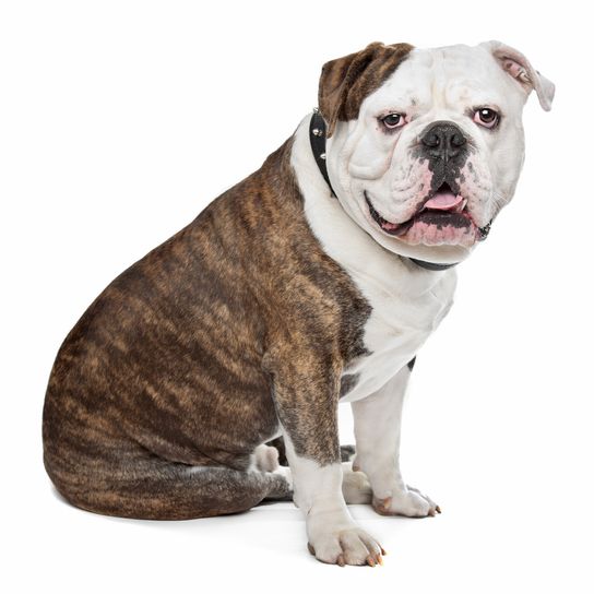 Hund,Fleischfresser,Bulldogge,Hunderasse,Halsband,Rehbraun,Begleithund,Hundehalsband,Schnauze,Sportliche Gruppe,