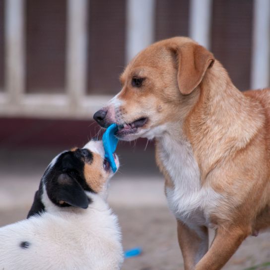 braun weißer Hund aus Österreich, österreichischer Pinscher, mittelgroßer Hund bis zum Knie, Familienhund, Pinscherrasse, Hund kämpft mit einem anderen Hund um ein Spielzeug
