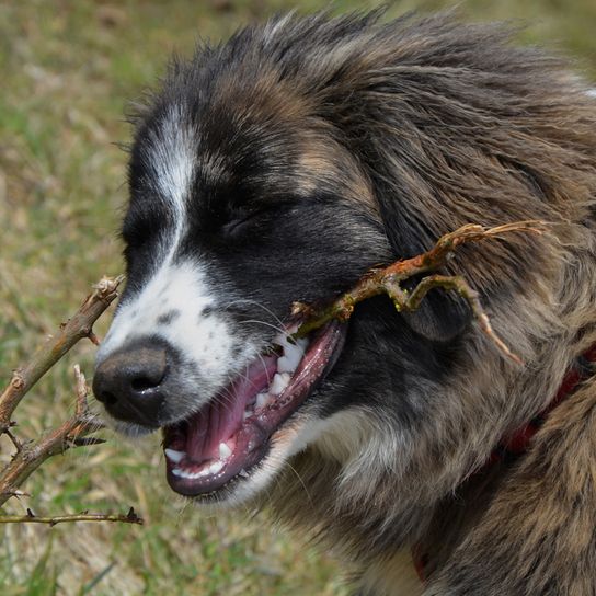 Owtscharka Hund kaut an einem Ast, Hund zeigt Zähne, braun weißer Hund mit langem Fell
