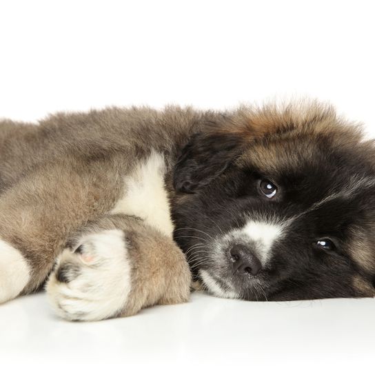 Owtscharka Welpe braun weiß, kleiner brauner Hund wird bald eine sehr große Rasse aus Russland, Hund sieht aus wie Neufundländer