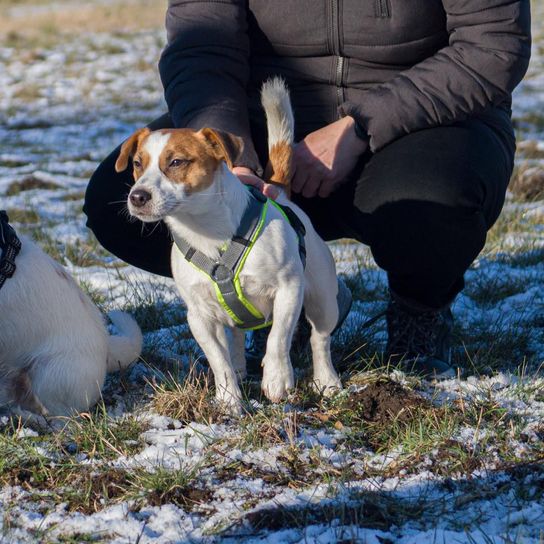 Hund,Wirbeltier,Schnee,Hunderasse,Fleischfresser,Säugetier,Rehkitz,Begleithund,Gras,Gefrieren,