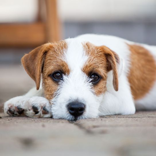 Hund, Säugetier, Wirbeltier, Canidae, Hunderasse, Russell Terrier, Begleithund, Rassej ähnlich Jack Russell Terrier, Fleischfresser, Parson Russell Terrier schläft, Rauhaar Terrier