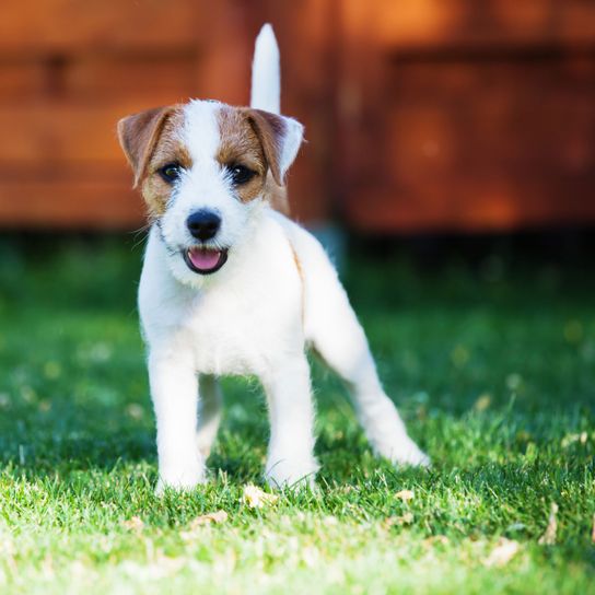 Hund, Säugetier, Wirbeltier, Hunderasse, Canidae, Fleischfresser, Russell Terrier, Welpe, Begleithund, Rasse ähnlich Jack Russell Terrier, Parson Russell Terrier Rauhaar steht, Terrier Welpe, kleiner weißer Hund mit braunen Augen und Ohren, Kippohren