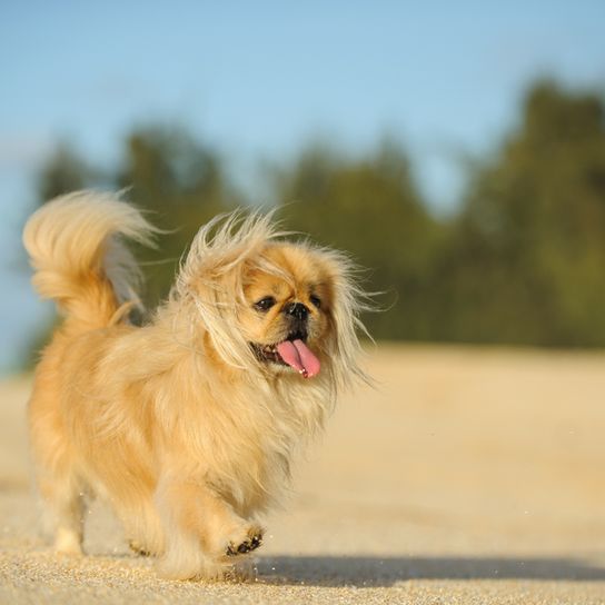 kleiner blonder Hund der einen Vorbiss hat, Pekingese Hund mit langer Zunge, gelbe Hunderasse, kleiner Hund mit langem Fell und kurzer Schnauze