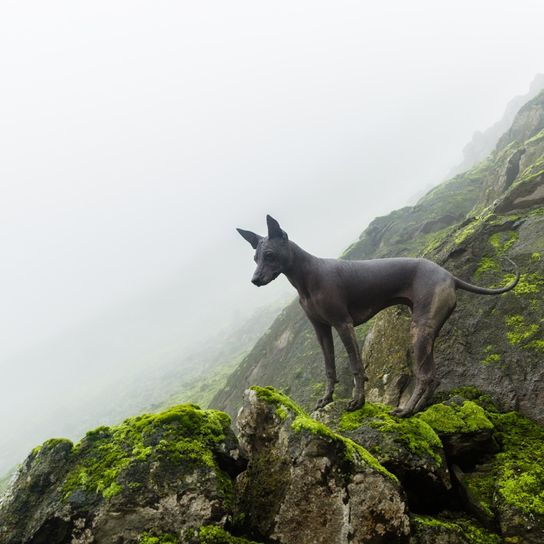 Peruanischer Nackthund auf Felsen, Hunderasse, Gebirge, Nebel, Peru