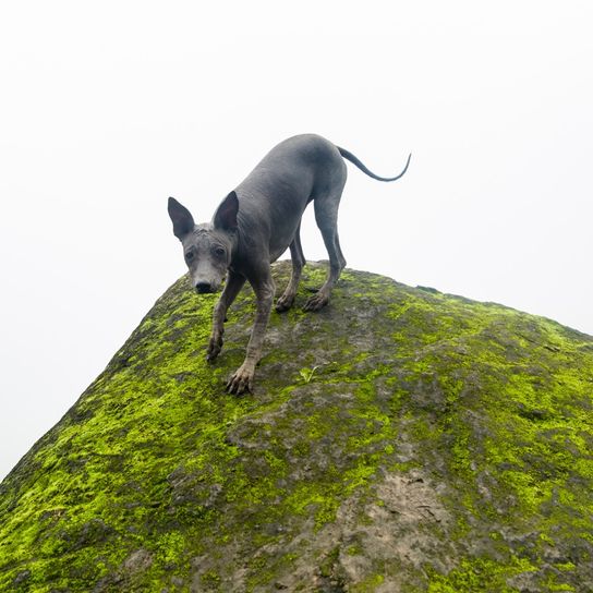 Peruanischer Nackthund auf grünem Felsen, Hunderasse, Berg, Peru