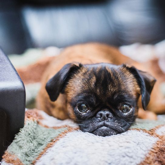 Petit Brabançon Rassebeschreibung, kleiner Welpe Hund ohne Nase liegt auf einem Handtuch, Mops ähnliche Hunderasse aus Belgien, belgische Hunderasse braun schwarz, kleine Hunderasse als Begleithund, Familienhund, Welpe