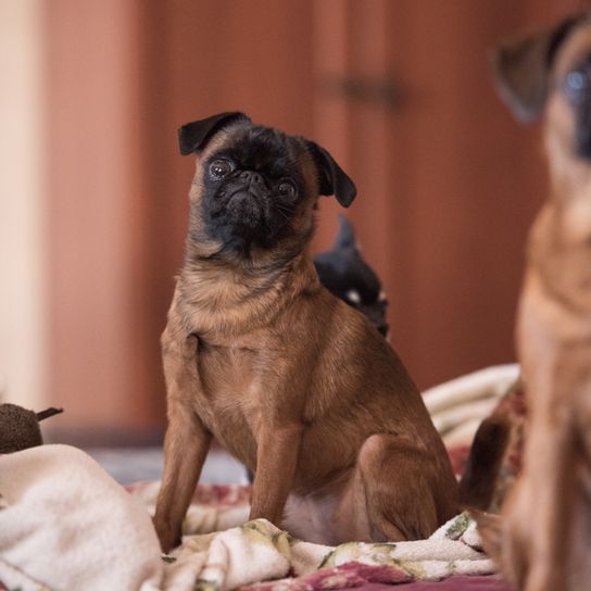 Petit Brabançon Rassebeschreibung, kleiner Hund ohne Nase sitzt auf einem Bett, Mops ähnliche Hunderasse aus Belgien, belgische Hunderasse braun schwarz, kleine Hunderasse als Begleithund, Familienhund