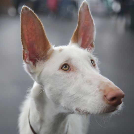 Säugetier, Hund, Wirbeltier, Hunderasse, Canidae, Ibizan-Hund, Fleischfresser, Schnauze, Podenco canario, Seltene Rasse (Hund), weißer mittelgroßer Hund mit Stehohren aus Ibiza