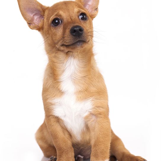 Podengo Portugues Welpe klein, rauhaariger Hund aus Portugal, rot weißer Hund, orange farbener Hund, Hund mit Stehohren, Jagdhund, Familienhund, kleiner Familienhund mit braun weißem Fell, glattes Fell
