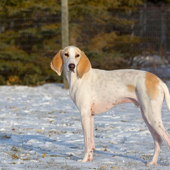 Porcelaine Hund aus Frankreich, rot weißer Hund, schlanke Rasse, französischer Hund, großer Jagdhund, Hund mit sehr langen Schlappohren, Chien de Franche-Comté, weiße Hundeasse groß