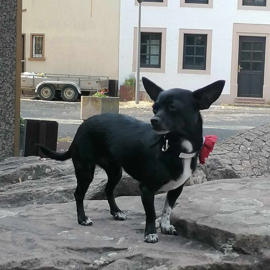 Prager Chi Hund, Fenster, Hunderasse, Fleischfresser, Arbeitstier, Kitz, Halsband, Begleithund, Tür, Gebäude,