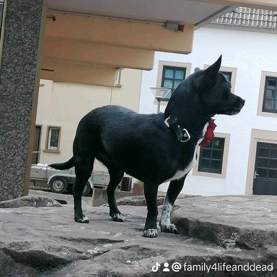 Prager Rattler Chihuahua Mixhund Hund,Fenster,Fleischfresser,Hunderasse,Begleithund,Halterung,Schnauze,Arbeitstier,Rad,Bodenbelag,