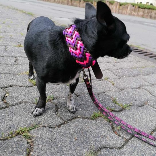 Prager Rattler mit pinkem Halsband Mix Hund,Hunderasse,Pflanze,Arbeitstier,Halsband,Fleischfresser,Lila,Haustierversorgung,Hundeversorgung,Fawn,
