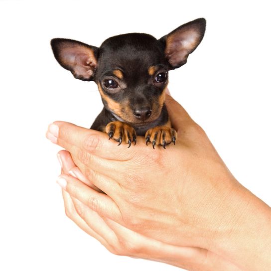 So groß ist ein Prager Rattler Hund im Vergleich zu einer Hand, Hundewelpe der aussieht wie Chihuahua ist aber ein Prager Rattler, kleiner Hund mit Stehohren und dunklem Gesicht, Färbung wie Dobermann