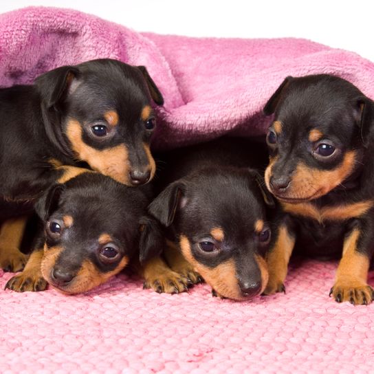 dunklebraune Prager Rattler Hunde WElpen liegen unter einer rosa Decke