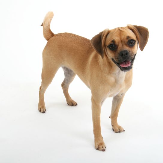 Hund, Säugetier, Wirbeltier, Hunderasse, Canidae, Fleischfresser, Begleithund, Puggle, Designerdog, hybride Rasse, Mops und Beagle Mischling, schlanker Mischling, kleiner brauner Hund