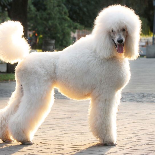 Pudel weiß Hund, Säugetier, Wirbeltier, Canidae, Hunderasse, Standardpudel, Pudel, Begleithund, Königspudel, teure Hunderasse, großer Hund mit lockigem Fell