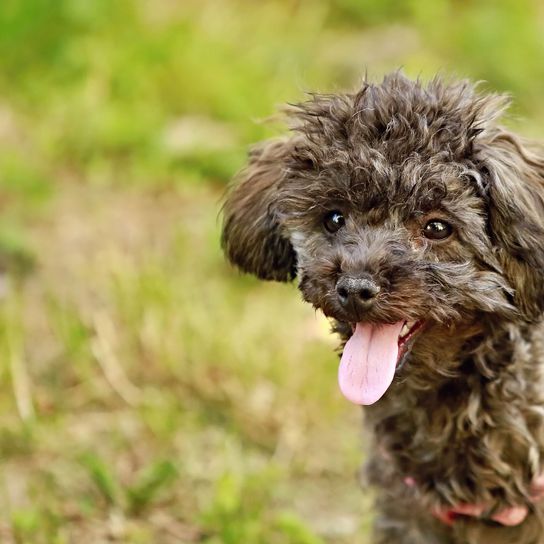 Hund, Säugetier, Wirbeltier, Hunderasse, Canidae, Hund ähnlich spanischer Wasserhund, Zwergpudel, Pudelkreuzung, Rasse ähnlich Lagotto romagnolo, Zwergpudel grau