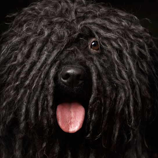 Haare, Hund, Canidae, Hunderasse, Fleischfresser, Sporting Group, Wischmophund, Puli Hund, schwarzer großer Hund, Hund mit außergewöhnlichen Fell