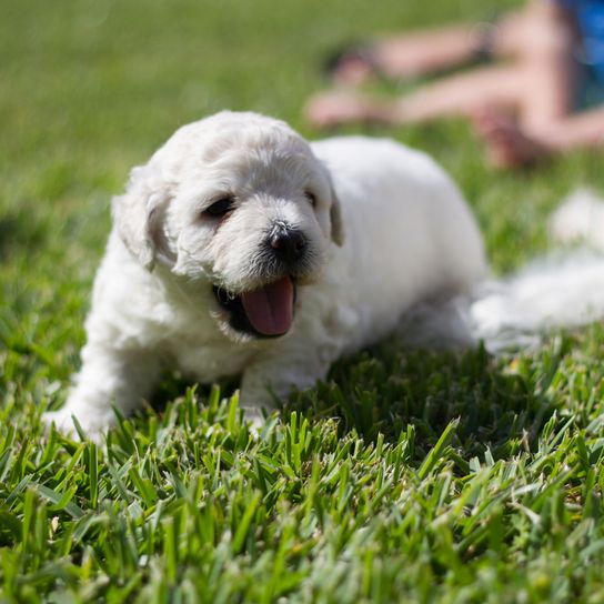 Hund, Säugetier, Wirbeltier, Hunderasse, Canidae, Fleischfresser, Gras, weißer Puli Welpe, Rasse ähnlich Malteser, Hund ähnlich Bichon Frisé,