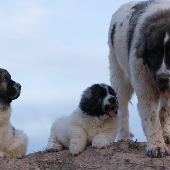 Pyrenäenberghunde schwarz weiß mit zwei Welpen auf einer Anhöhe, ein großer braun schwarz weißer Hund ähnlich Berhardiner, einer der größten Rassen der Welt, weißer Riesenhund auch Patou genannt