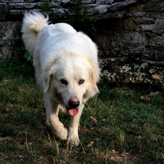 Pyrenäischer Berhund namens Patou geht über eine Wiese und sieht aus wie ein Golden Retriever, französischer Schäferhund, Hütehund