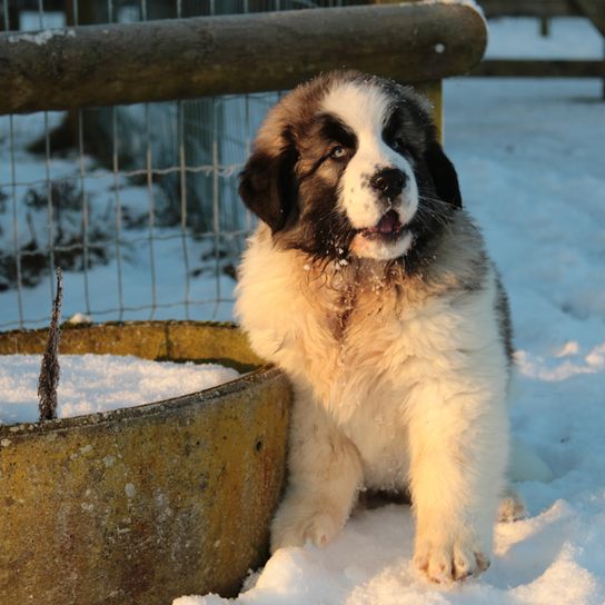 Pyrenäen Mastiff Welpe, Mastín del Pirineo, große Hunderasse aus Spanie, Hütehund, Hofhund, kein Anfängerhund, ruhige Hunderasse, Riesenhunderasse, größter Hund der Welt, Hund mit langem Fell, grau weißer Hund mit Dreiecks Ohren