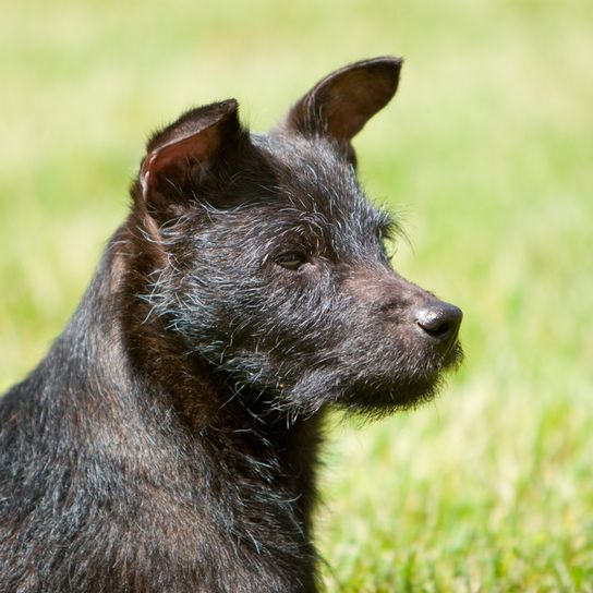 Rauhaar Patterdale Terrier schwarz