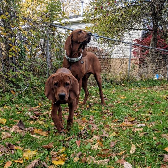 Zwei auf einer Wiese Redbone Coonhound Rassebeschreibung, Hund mit Schlappohren, braun rote Hunderasse aus Amerika, nicht anerkannte Hunderasse mit große Ohren, großer Jagdhund, Hund ähnlich Magyar Vizsla, Hund ähnlich Foxhound, rote Rasse