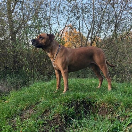 Hund, Pflanze, Baum, Fleischfresser, Gras, Himmel, Hunderasse, Jagdhund, Schwanz, Arbeitstier,