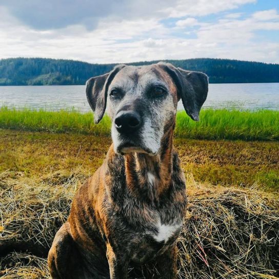 Wolke, Himmel, Hund, Wasser, Pflanze, Arbeitstier, Hunderasse, Fleischfresser, Gras, Rehkitz,