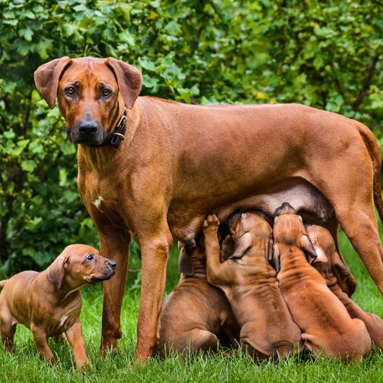 Hund, Säugetier, Wirbeltier, Canidae, Hunderasse, Rhodesian Ridgeback Mutter säugt ihre Welpen, Fleischfresser, Tosa, Hund ähnlich Broholmer, Hund, Ridgeback Welpen, großer brauner Hund mit Schlappohren, Welpen trinken bei Mutter