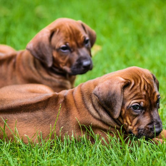 Hund, Säugetier, Wirbeltier, Hunderasse, Canidae, Fleischfresser, Rhodesian Ridgeback Welpe, Rasse ähnlich Fila brasileiro, auf dem Foto sieht man super den Rücken der Hunde, kleine braune Hunde mit Schlappohren und dunkler Schnauze