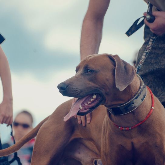 Hund, Canidae, Hunderasse, Rhodesian Ridgeback, Schnauze, Fleischfresser, Sportgruppe, Kitz, Arbeitshund, Wachhund, Afrikanische Hunderasse, Großer brauner Hund mit Schlappohren, stacheliges Fell