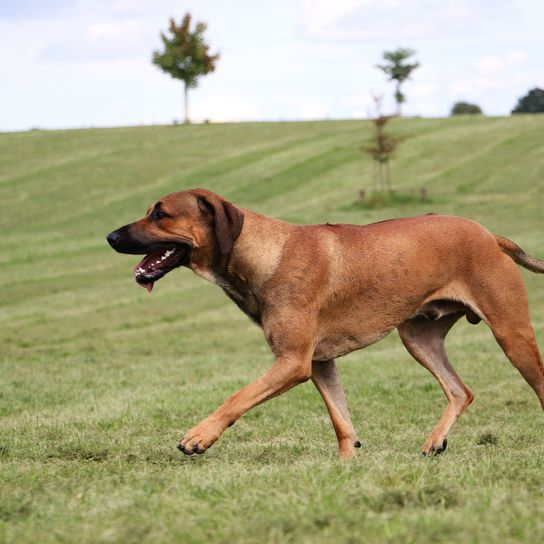 Hund, Säugetier, Wirbeltier, Hunderasse, Canidae, Fleischfresser, Rhodesian Ridgeback, Africanis, Südafrikanische Hunderasse, großer brauner Hund, Listenhund in der Schweiz