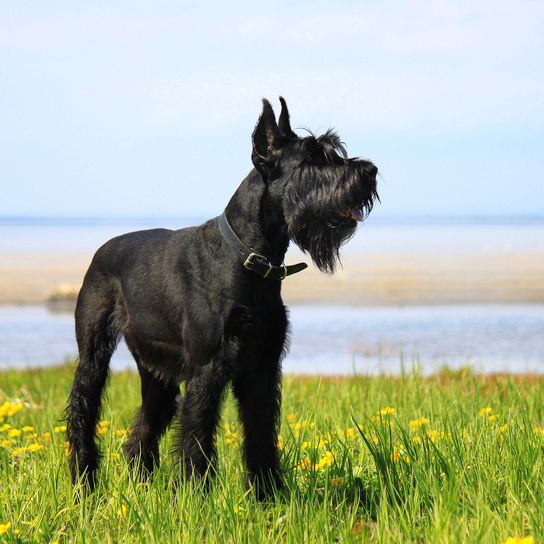 Hund, Säugetier, Wirbeltier, Canidae, Hunderasse, Riesenschnauzer, Fleischfresser,schwarzer Schnauzer mit Stehohren steht auf einer Wiese am See