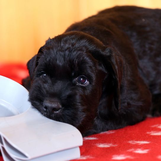 Hund, Säugetier, Wirbeltier, Hunderasse, Canidae, Welpe, Fleischfresser, schaut aus wie ein Schnudel ist aber einfach nur ein Welpe eines Riesenschnauzer, Sporting Group, Riesenschnauzer Welpe, kleiner schwarzer Hund der schlafend liegt