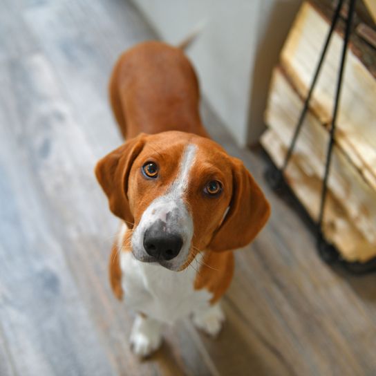 braun weiße Hunderasse namens Drever, aus Schweden im Wohnzimmer, Dachsbracke braun weiß, Hund mit Schlappohren, kleine Hunderasse, mittelgroße Hunderasse, Hund aus Schweden, Jagdhund, brauner Schwanz mit weißer Spitze, Hund ähnlich Beagle