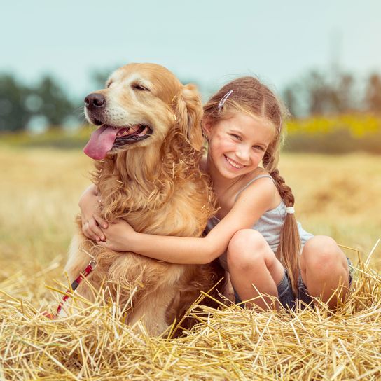 roter alter Golden Retriever mit Mädchen Hund, Wirbeltier, Menschen in der Natur, Canidae, Säugetier, roter Golden Retriever, Hunderasse, Fleischfresser, Rasse ähnlich Cockerspaniel, Sporting Group,