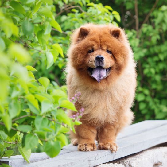 Hund, Säugetier, Wirbeltier, Canidae, Hunderasse, Fleischfresser, roter Chow-Chow, Rasse ähnlich Pomeranian, roter Hund mit langem Fell, blaue Zunge, Begleithund, Spitz,