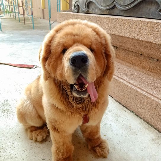 roter Do Khyi Hund, Säugetier, Wirbeltier, Hunderasse, Canidae, Rasse ähnlich Golden Retriever, Fleischfresser, Nase, Begleithund, Sporting Group, Do Khyi oder Tibetan Mastiff rot