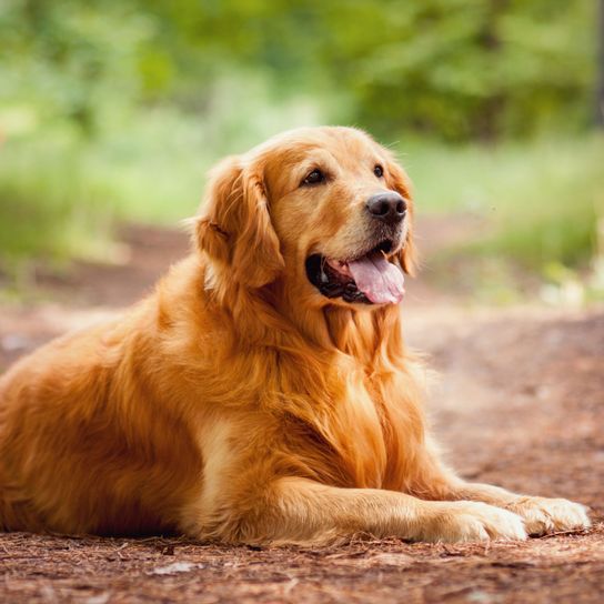 roter Golden Retriever Hund, Säugetier, Wirbeltier, Hunderasse, Canidae, roter Golden Retriever, Retriever, Fleischfresser, Sporting Group, Begleithund,