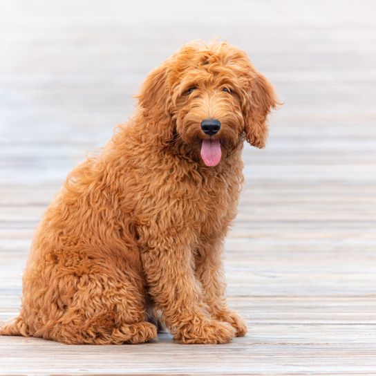 roter Goldendoodle Hund, Säugetier, Wirbeltier, Hunderasse, Canidae, Fleischfresser, roter Goldendoodle, Pudelkreuzung, Begleithund, Rasse ähnlich Cockapoo,