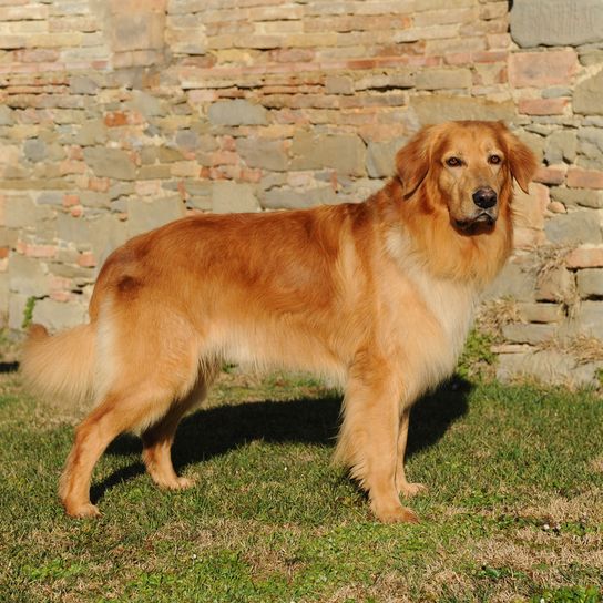 Hund, Säugetier, Wirbeltier, Hunderasse, Canidae, Rasse ähnlich Golden Retriever, Fleischfresser, Sporting Group, Begleithund, roter Hovawart mit langem Fell