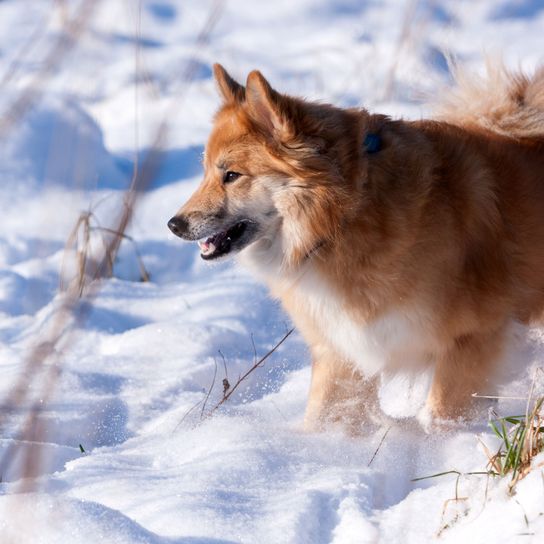 Hund, Säugetier, Wirbeltier, Canidae, Hunderasse, Fleischfresser, Rasse ähnlich isländischer Schäferhund, Winter, Schnauze, Hund grönländischer Hund, roter Islandhund ähnlich Fuchs im Winter im Schnee